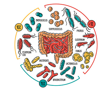 La importancia de la microbiota, inmunidad y función intestinal